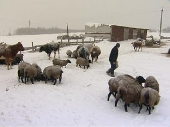 Москва выделила Башкирии полмиллиарда для фермеров - дойдут ли они до башкирских сел