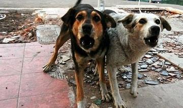 Денег некуда девать! В РБ ежегодно на отлов и уничтожение бездомных псов и котов будут тратить по 63 млн. руб.